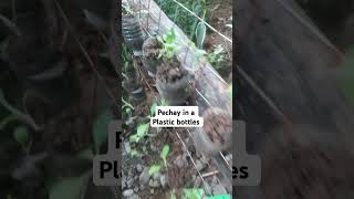 Pechay in a plastic bottles viralvideo garden bokchoy pechay [upl. by Rahal749]