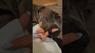 1 finger hold on the leash 🐶 canecorso afterwalk overstimulation dogwalk [upl. by Heck61]