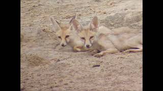 Desert fox subadults at Little Rann of Kutch May 2022 [upl. by Eniaj690]