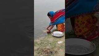 Singhi fish catching with chhipa by riverUnique singhi fish catching videosinghi fish curry recipe [upl. by Nessy]