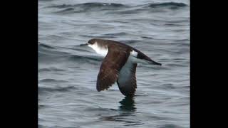 Manx Shearwater Bird Call [upl. by Nahgen658]