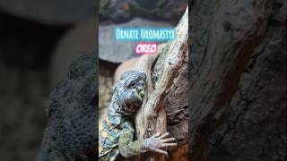 Ornate Uromastyx uromastyx lizard reptiles animalpictures pets petlizard [upl. by Atwekk]