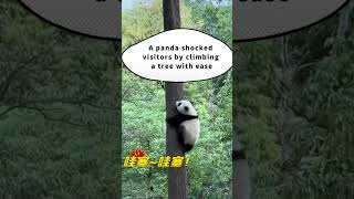 Real life Kung Fu PandaA panda shocked visitors by climbing a tree with ease [upl. by Eigla]