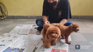 Toy Poodle Breeding  Pacak Anjing Poodle [upl. by Sisile94]