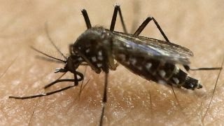 Preview Fox News Reporting Zika [upl. by Stromberg]