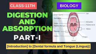 DIGESTION amp ABSORPTION CLASS11 BIOLOGY Introduction to Dental formula and Tongue Lingua [upl. by Combe22]