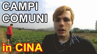 CAMPI COMUNI IN CINA  Come funzionano [upl. by Eleanor]