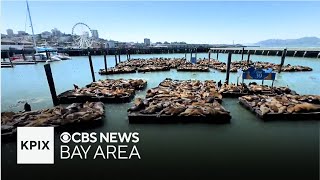 Why the sea lion population at San Franciscos Pier 39 is dramatically increasing [upl. by Anahsahs]