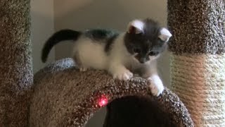 KITTEN VS LASER  Cute Kitten Leo Chasing Laser [upl. by Laurance]