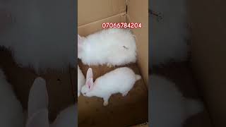 ANGORA RABBIT delivered to Ibadan Oyo state rabbit babyanimal [upl. by Roice]