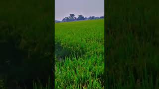 chandigarh waliye 🥰 by Sharry Maanviralvideo youtubeshorts song punjabi kheti sharrymaan [upl. by Jacquet118]