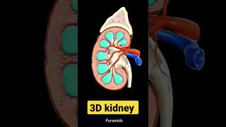 3D Structure of Kidney shorts [upl. by Chris]