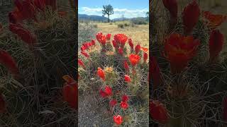 Come to Joshua Tree with Us [upl. by Raymonds]