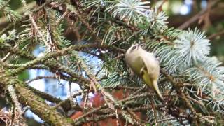 Goldencrowned Kinglet [upl. by Bohlen752]