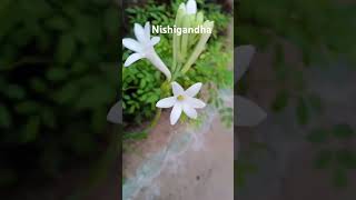 Tuberose flower nishigandhaflower flowergarden nature rajnigandha [upl. by Shamma]