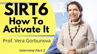 How To Activate SIRT6  Professor Vera Gorbunova Ep2 [upl. by Malita]