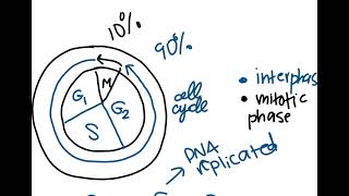 Unit 4 AP Bio  Cell Cycle [upl. by Dannie716]