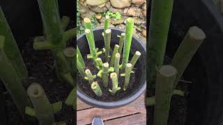 paulownia cuttings [upl. by Sitto]