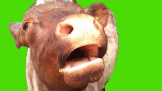 Angry Cow Moo Meme Green Screen [upl. by Eleon703]