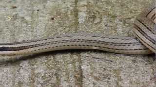 Conophis lineatus Road Guarder  Guardacaminos Video 02 [upl. by Benyamin]