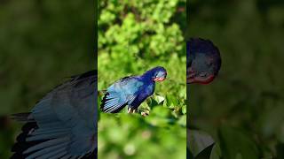 Grey Headed Swamphen Nikon Z180600  shortvideo wildlifephotography viralshort ytreels yt [upl. by Raila]