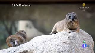 quotAquí La Tierraquot TVE Familia de damanes roqueros en BIOPARC Valencia [upl. by Aihselef]