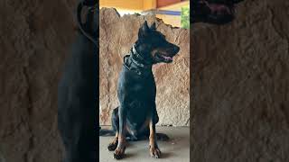 Tybalt the Beauceron  the IACP Conference 2024 basrouge dogtraining bergerdebeauce [upl. by Woodward]