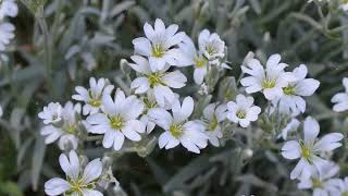 How to Grow Cerastium Tomentosum [upl. by Hooge]