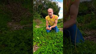 Lesser Swine Cress lepidium didymum herbs foraging nativeplants adventure explore motivation [upl. by Cosette]