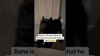 It’s Bane Time 💀😭 raisingbane dogtoys funnydogvideos funnydogs howtoraiseacanecorso [upl. by Umberto64]