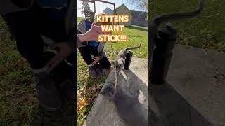 Funny cats eat stick for lunch [upl. by Gibbons583]