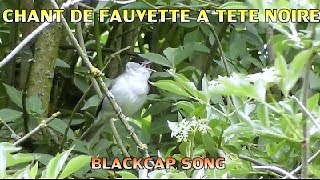 FAUVETTE à TETE NOIRE chant  Blackcap singing [upl. by Ecam]