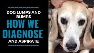 Dog Lumps and Bumps How We Diagnose with an Aspirate [upl. by Thessa]