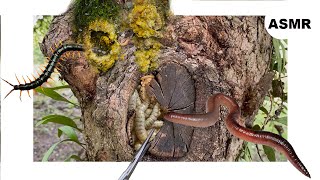 Explore the mystery inside TREE HOLE Removing the bark🌿 asmr [upl. by Joellyn]