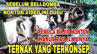 Cara beternak domba bagi pemulaide usaha yang bagus [upl. by Enomys483]