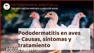 PODODERMATITIS en AVES  Causas síntomas y tratamiento [upl. by Nesta]