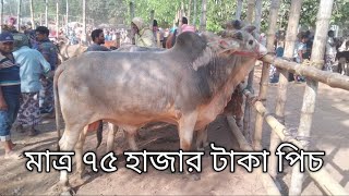 ইন্ডিয়া বাংলাদেশ বর্ডার এলাকার গরুর এই হাটে সব গ্রামের গরু পাওয়া যায়  Bangladesh village cow [upl. by Eada]