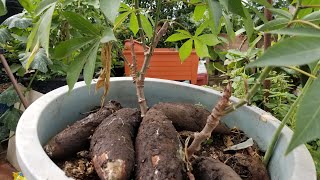 COMO CULTIVAR YUCA O MANDIOCA EN CASA MUY SIMPLE CON BUENA COSECHA [upl. by Ellehcen]