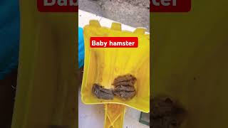 Baby hamster makan shorts [upl. by Idnor]