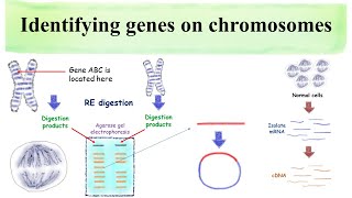 Identifying genes on chromosomes [upl. by Ishii698]