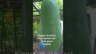 Huge gourd harvestvegetable harvestingtime [upl. by Gow]