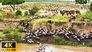 4K African Wildlife Worlds Greatest Wildlife Migration in 4K Tanzania to Kenya 2024 [upl. by Anot74]