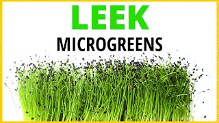 How To Grow American Flag Leek Microgreens From True Leaf Market [upl. by Kcirdnekal]