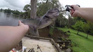 Catfishing the Tchefuncte River [upl. by Uthrop]