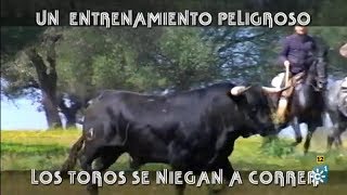 Un Entrenamiento Peligroso Los Toros Se Niegan a Correr [upl. by Ruelu10]