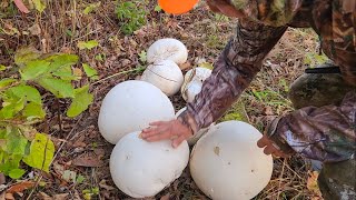 Giant Puffball Mushroom [upl. by Faustus]