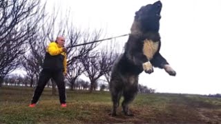 El Gigante PASTOR CAUCÁSICO  El Perro ASESINO de LOBOS [upl. by Ruberta800]