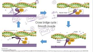 Excitation contraction coupling  Physiology of Sport and Exercise [upl. by Cirdla665]