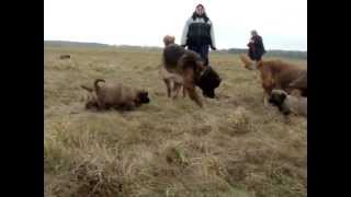 Germanischer Bärenhund Gruppenausflug [upl. by Saibot88]