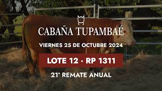 Lote 12 Toro mocho PREG RP 1311 [upl. by Osmen487]